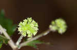 Clustered blacksnakeroot